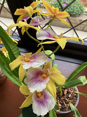 Miltonia Sunset August 2025