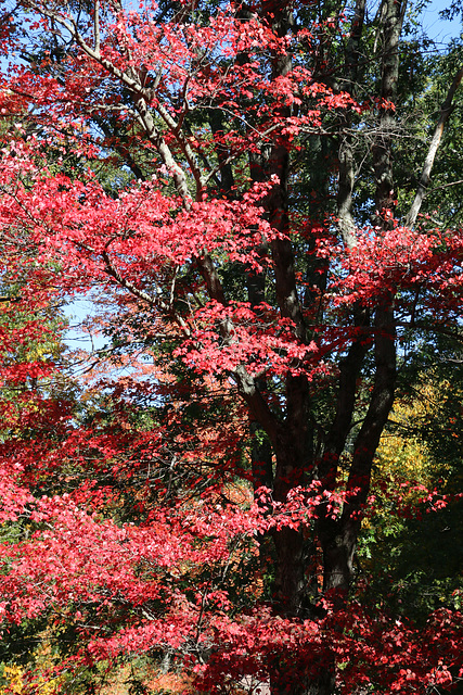 Autumn Red