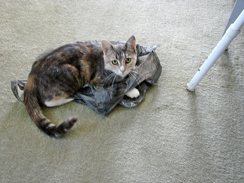 Honey  Loves Plastic Bags!