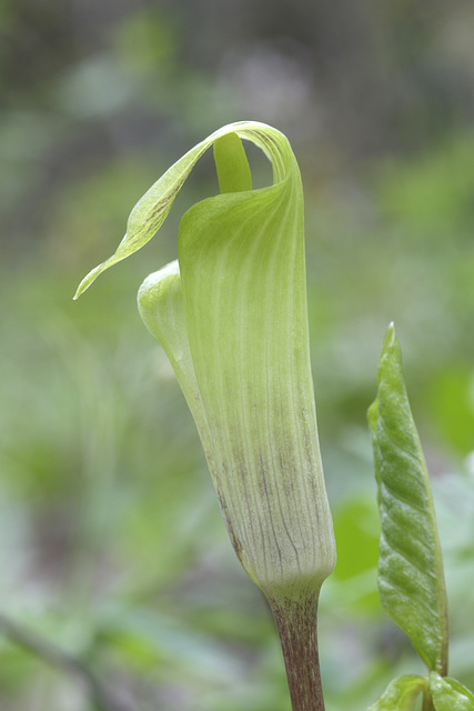 Jack-in-the-Pulpit