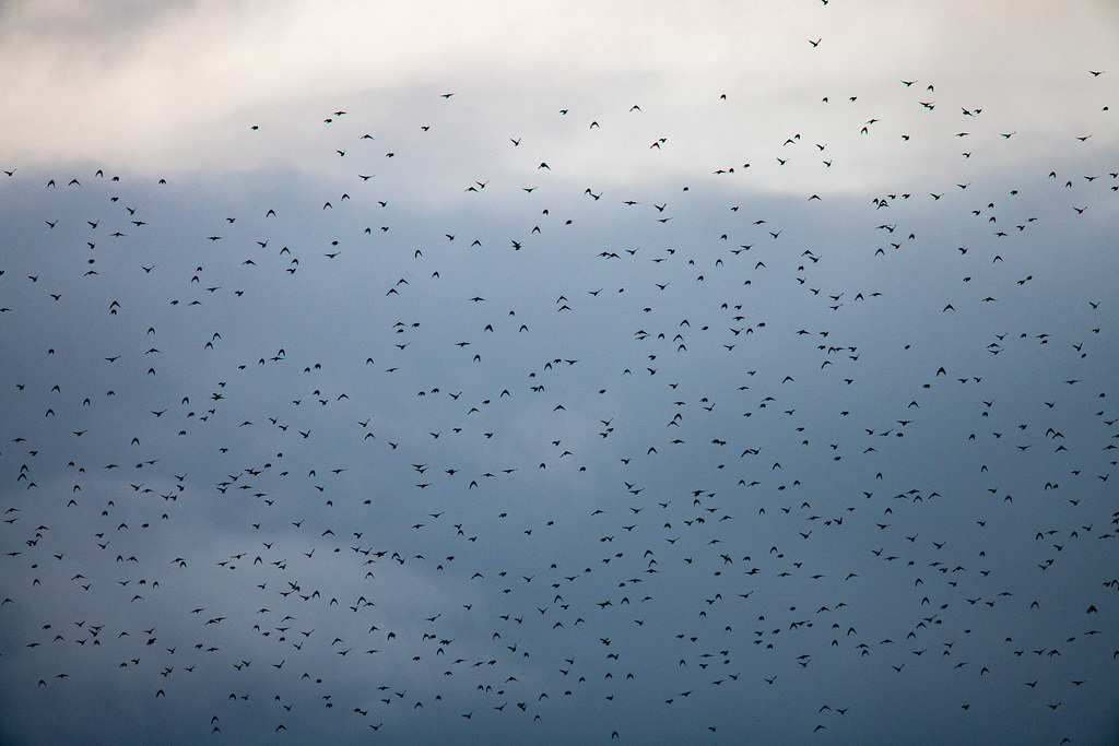 Starling murmuration