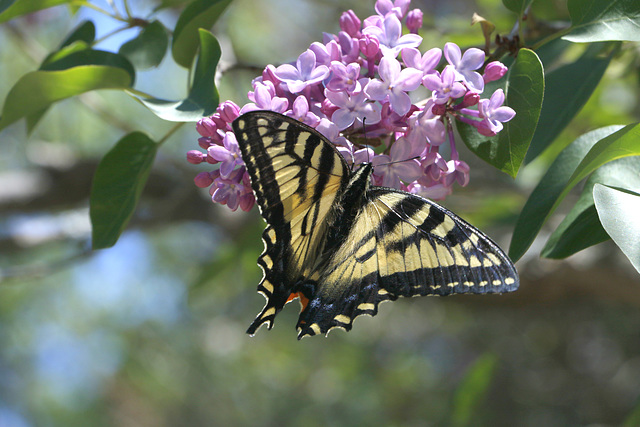 Eastern Tiger Swallowtail