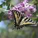 Eastern Tiger Swallowtail