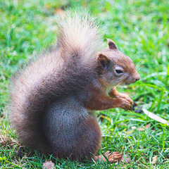 Red Squirrel