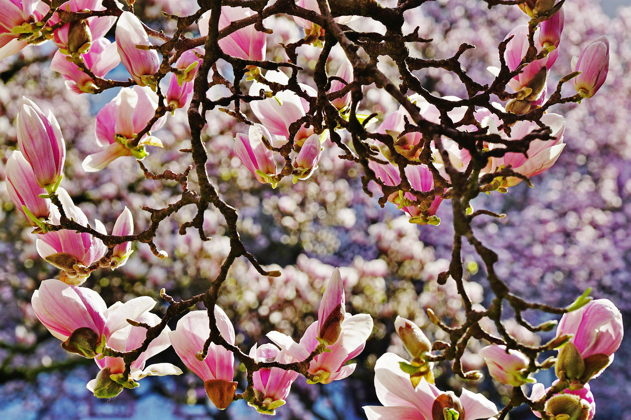 Im Kaisergarten blühen die Magnolien -  The magnolias bloom again