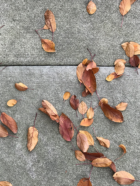 crabapple leaves