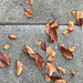crabapple leaves