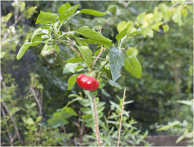 IMG 0090 Pepperplant