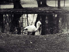Tiergarten Straubing, Film Tiergarten Straubing, Film