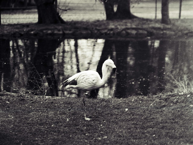 Tiergarten Straubing, Film