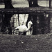 Tiergarten Straubing, Film