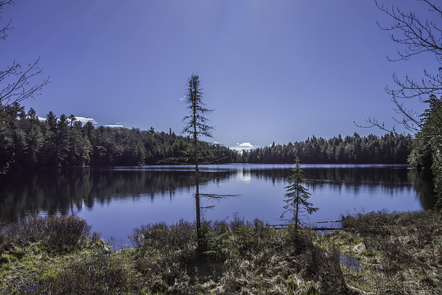 morgens im Algonquin Provincial Park (© Buelipix)