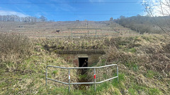 Steep vineyard