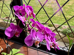 Moth Orchid July 2025