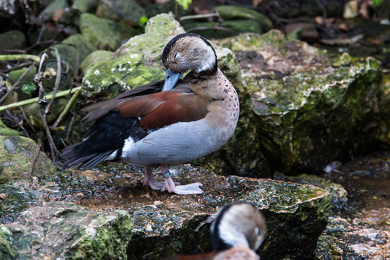 20140926 5463VRAw [D~SFA] Rotschulterente (Callonetta leucophrys), Vogelpark, Walsrode
