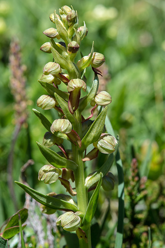 Coeloglossum viride - 2015-06-26--D4_DSC3088