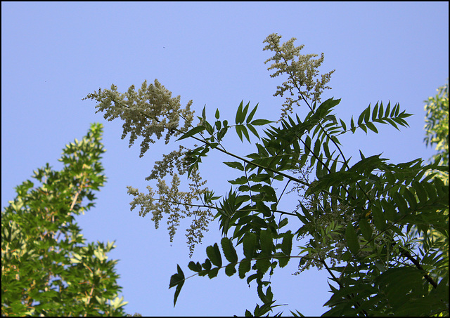 Sorbaria sorbifolia (3)