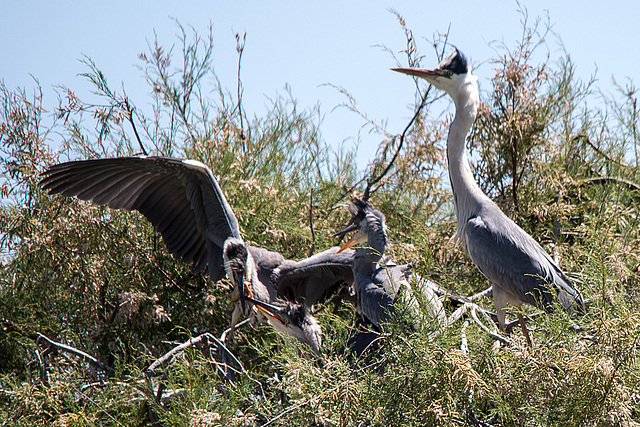 20150518 7938VRTw [R~F] Graureiher (Ardea cinerea), Parc Ornithologique, Camargue