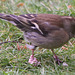 Chaffinch showing signs of papillomavirus infection
