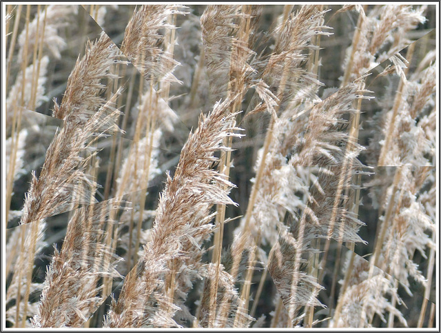 l'étang et les roseaux en hiver