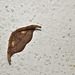 Moth IMG_2657