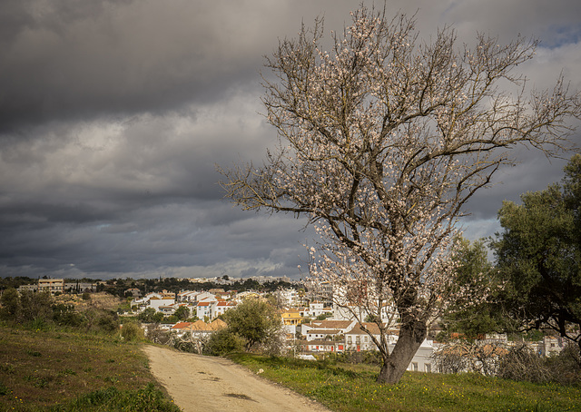 Almond Tree Blossoms - Tavira Portugal