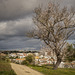 Almond Tree Blossoms - Tavira Portugal
