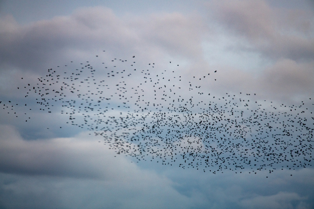 Starling murmuration