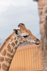 Giraffe youngster