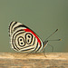 An "88" butterfly from Brazil