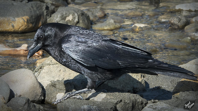 Crow with Breakfast on North Harris Beach  (+5 insets)