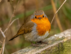 Robin