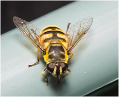 IMG 0096Hoverfly