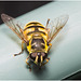 IMG 0096Hoverfly
