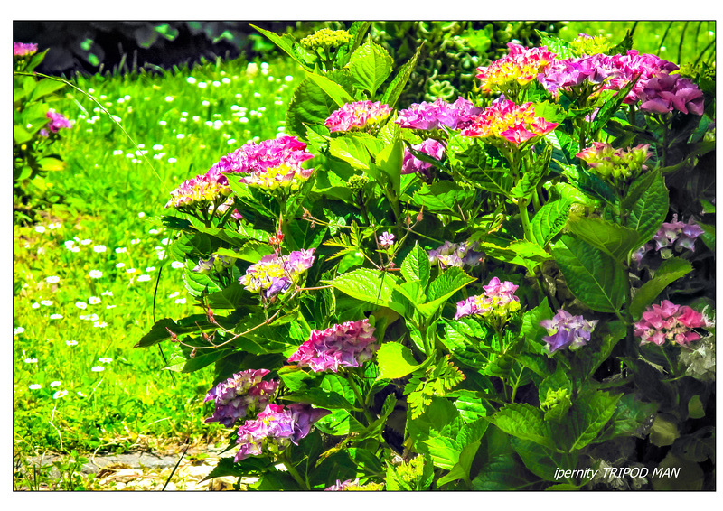 Gartenfreude