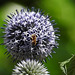 20230716 2202CP~VZL ]D~LIP] Kugeldistel, Steinhummel (Bombus lapidarius), Gelbbindige Furchenbiene (Halictus skabiosae), Honigbiene, Fliege, Bad Salzuflen