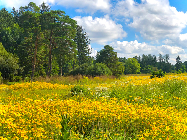 Beauty of the Prairie