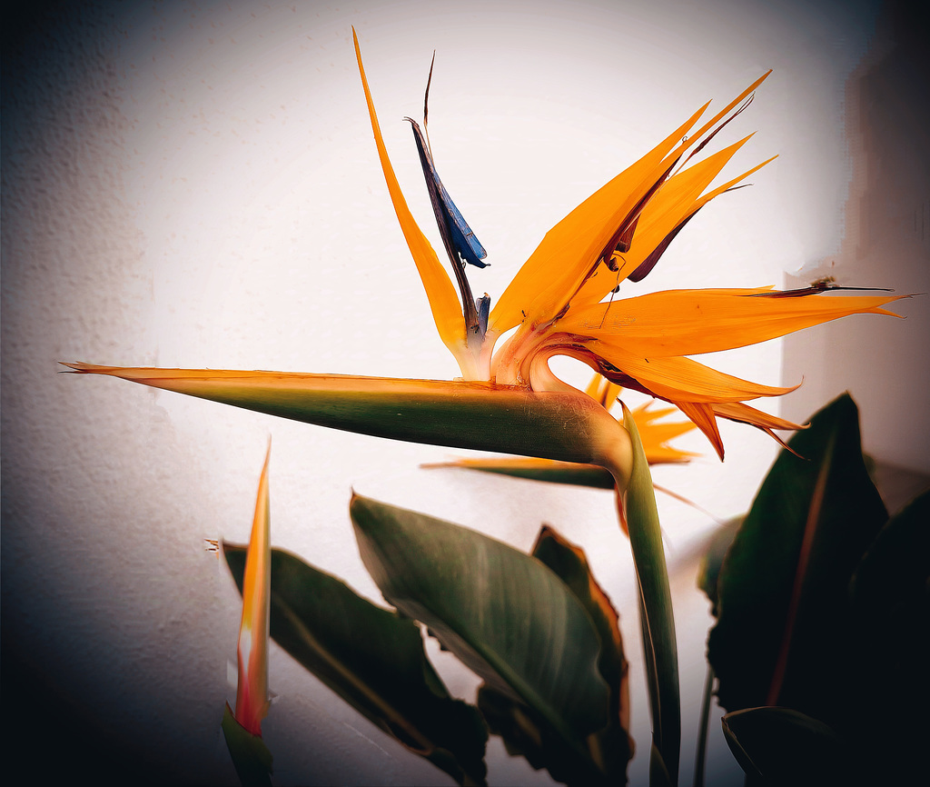 Strelitzia