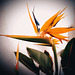 Strelitzia