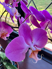 Moth Orchid Close up July 2025
