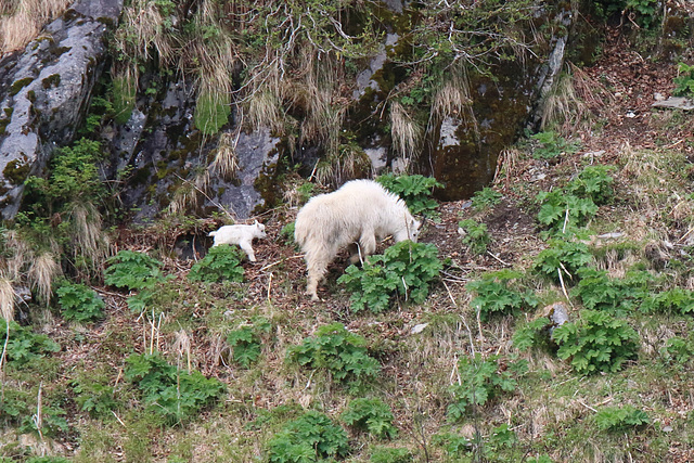 Mountain goat 1