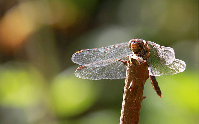 Sympetrum sympa