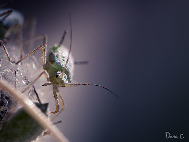 Aphid 2