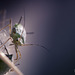 Aphid 2