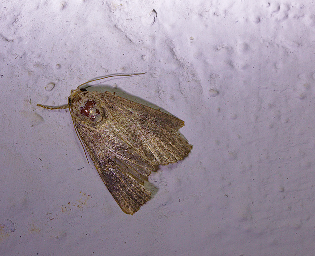 Moth IMG_2569