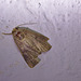 Moth IMG_2569