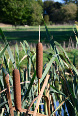 Bulrush-DSD1468