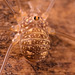 IMG 1641 Harvestmanv4