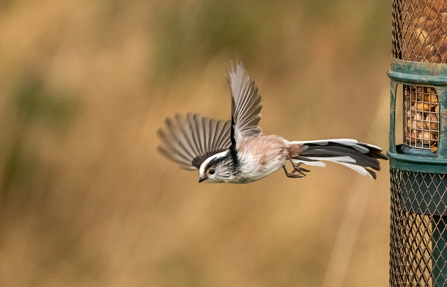 Long tailed tit