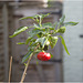 IMG 0103 Pepper plant